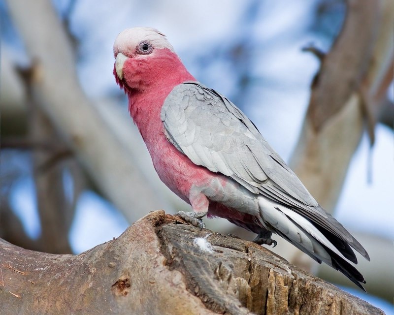 Eolophus roseicapilla