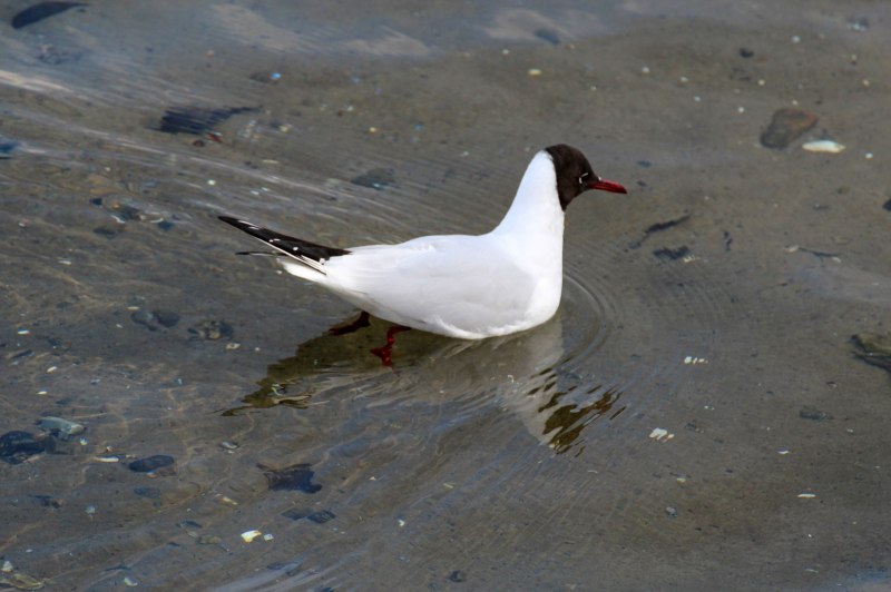 Черноголовая Чайка (Larus melanocephalus)