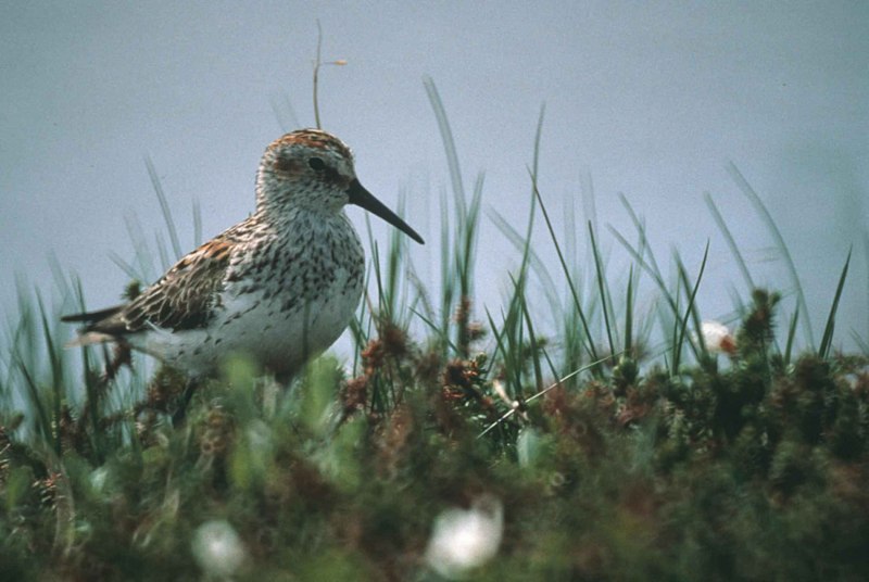 The Western Sandpiper (Calidris Mauri)