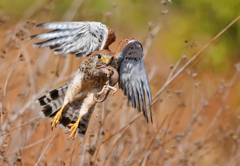 National Geographic ворон