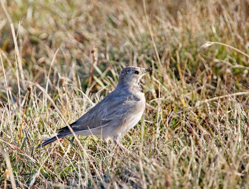 Eremophila alpestris
