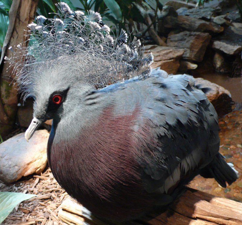 Victoria crowned Pigeon
