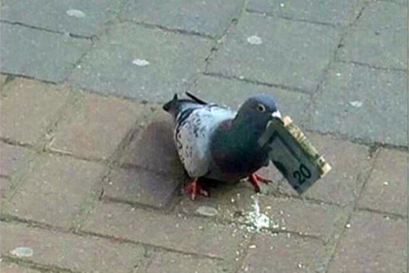 Голубь с рюкзачком