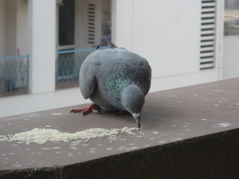 Клюв голубя