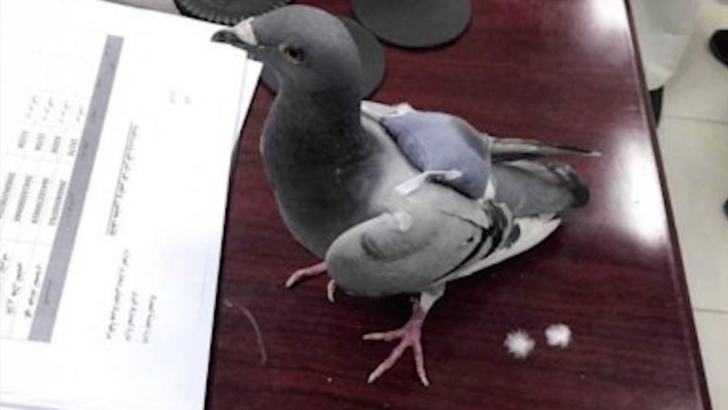 Французские почтовые голуби