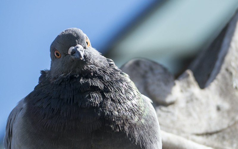 Dove голубь
