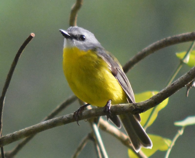 Eastern Yellow Robin