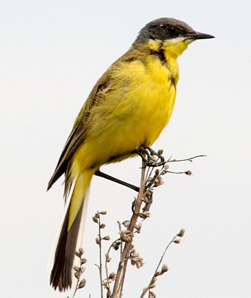 Yellow Honeyeater