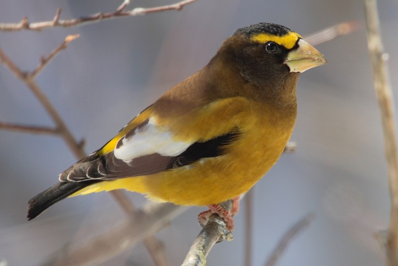 Yellowhammer Bird