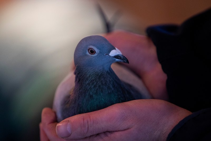 Paris Carrier Pigeons