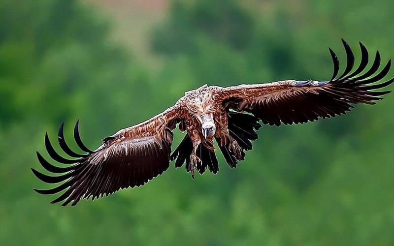 Белоголовый американский орёл