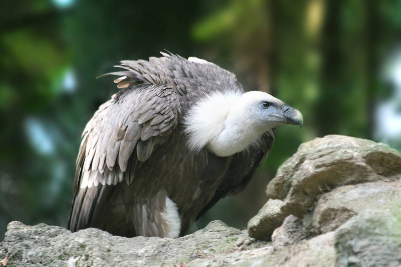 Gyps fulvus белоголовый СИП