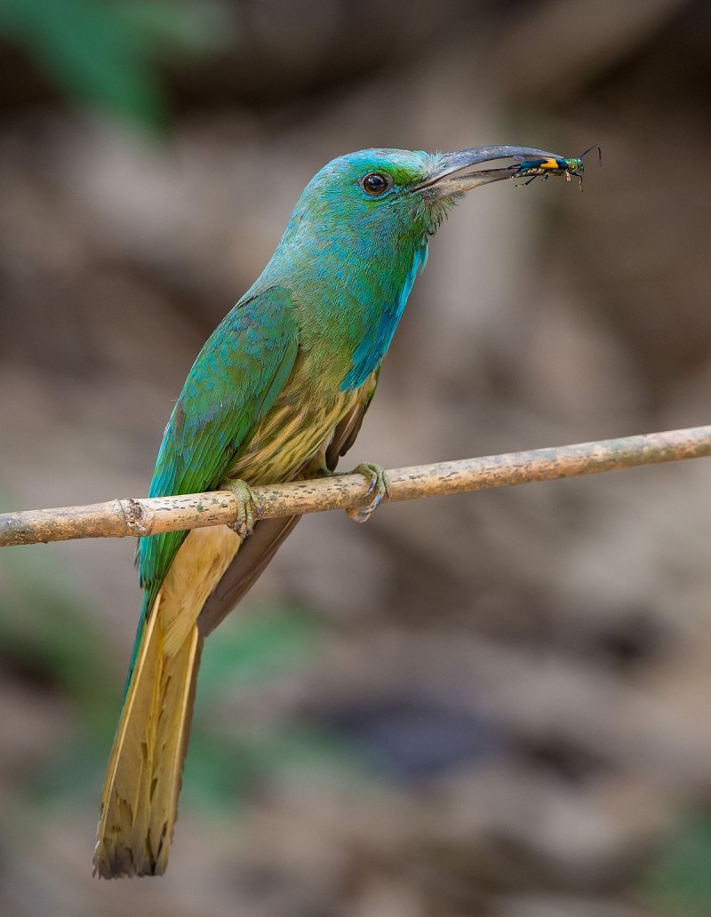 Black Bee-Eater