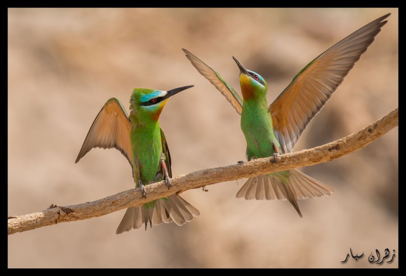 Red Bee Eaters