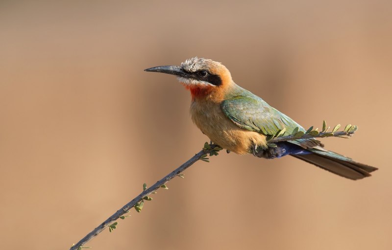 Southern Carmine Bee-Eater