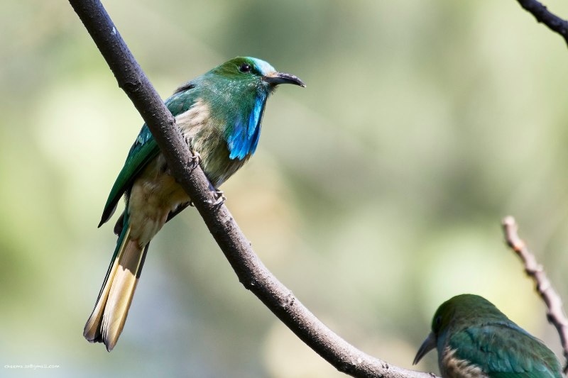 Blue-bearded Bee-Eater
