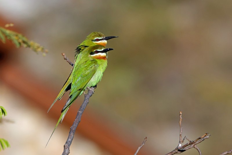 Merops revoilii