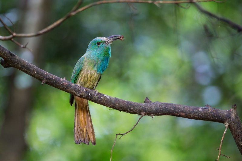 Cymbirhynchus macrorhynchos