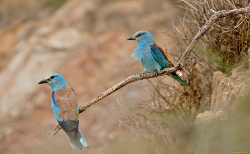 Coracias caudatus (Coracias caudata) — Сиреневогрудая сизоворонка