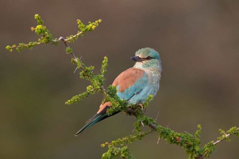 Обыкновенная сизоворонка Coracias garrulus