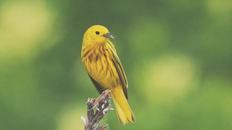 American Yellow Warbler