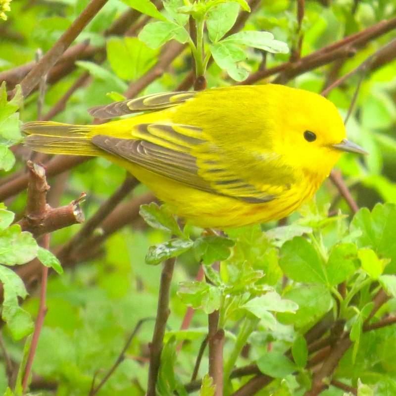 Растение жёлтый Warbler