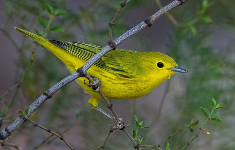 Барбарис Еллоу Бирд (Yellow Bird)