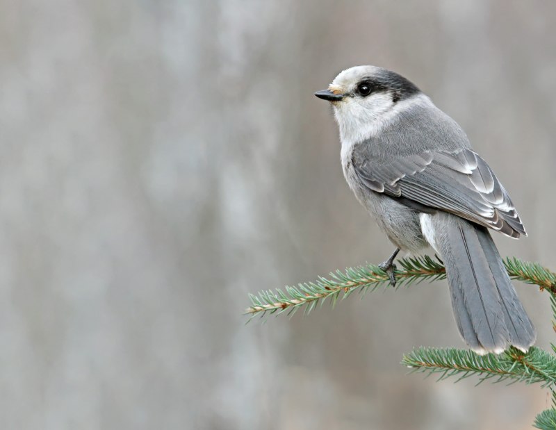 Пухляк (Parus montanus)