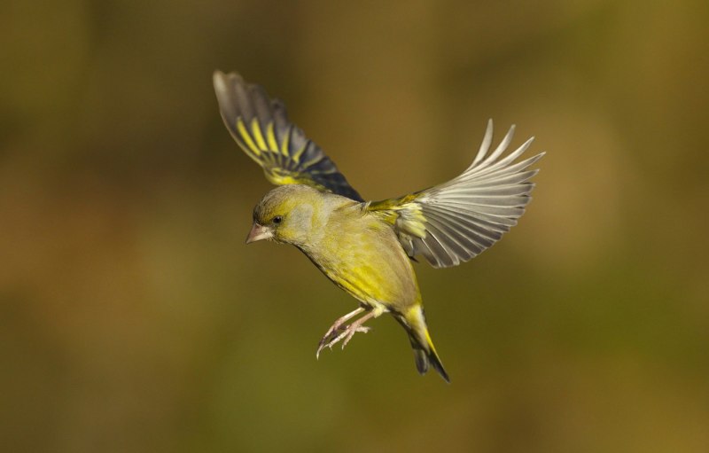 Седой дятел (Picus canus)