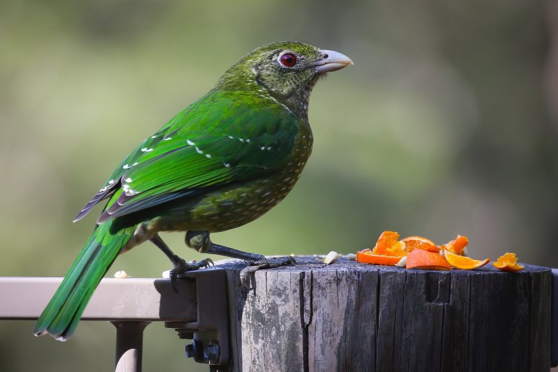 Красный попугай Lorikeet