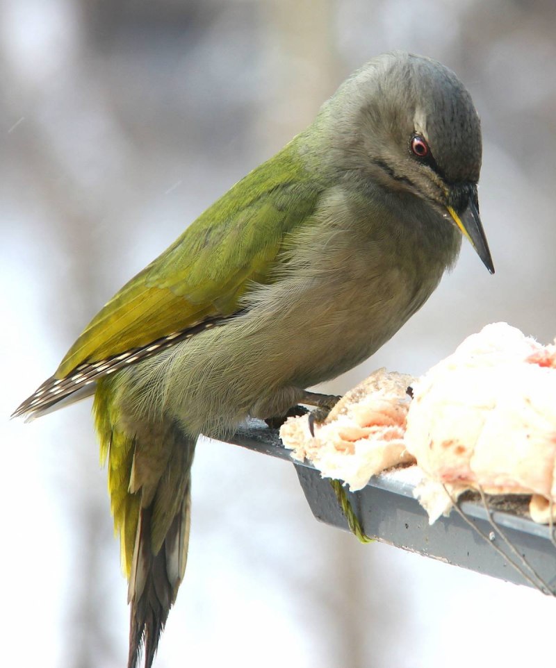 Седой дятел (Picus canus)