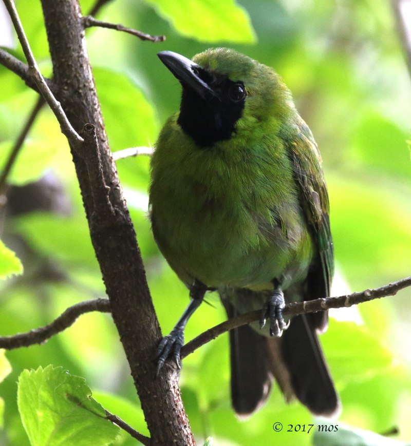 Chloropsis sonnerati