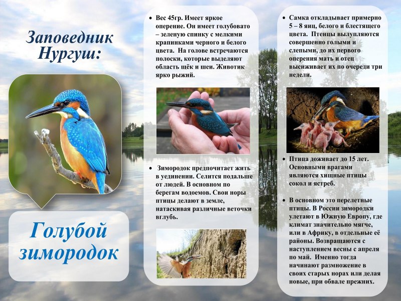 Листовки о защите птиц