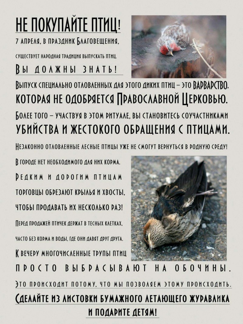 Буклеты про птиц для детей