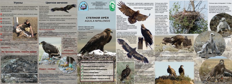 Птичка на ладошке