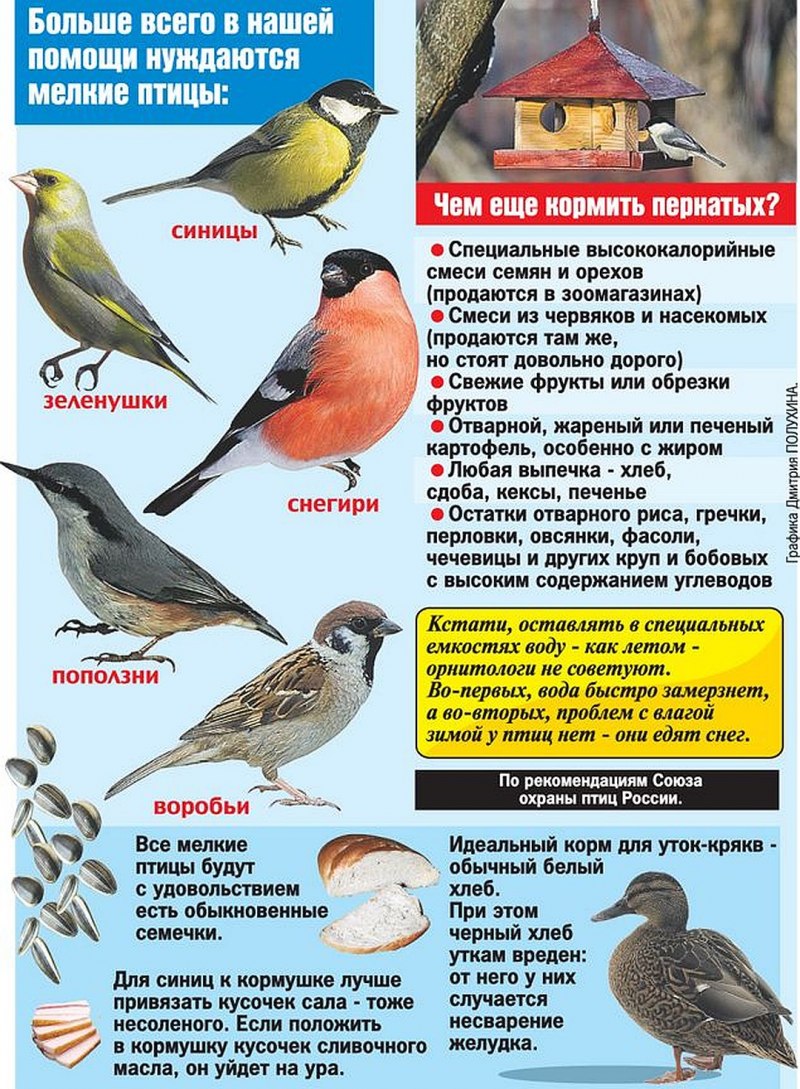 Всероссийская акция зимующие птицы