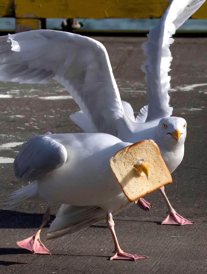 Смешные птички