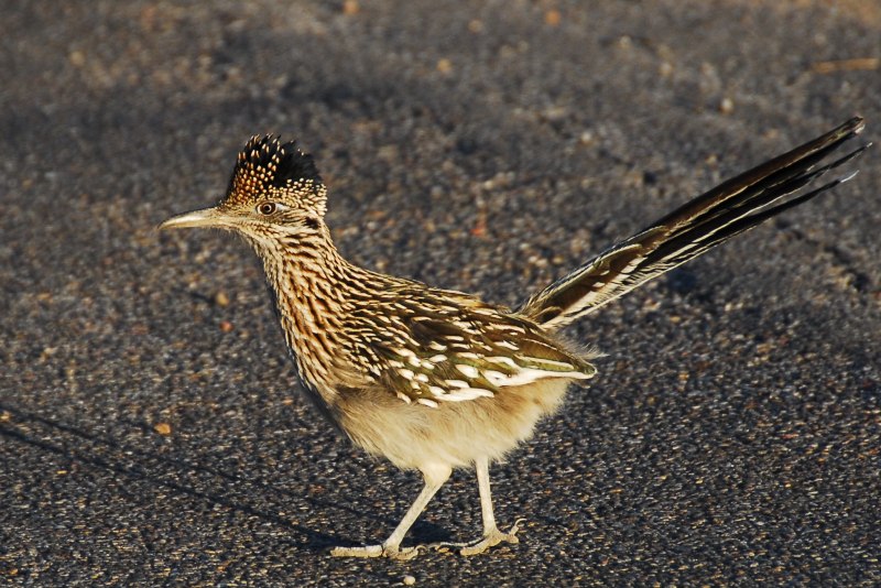 Geococcyx californianus