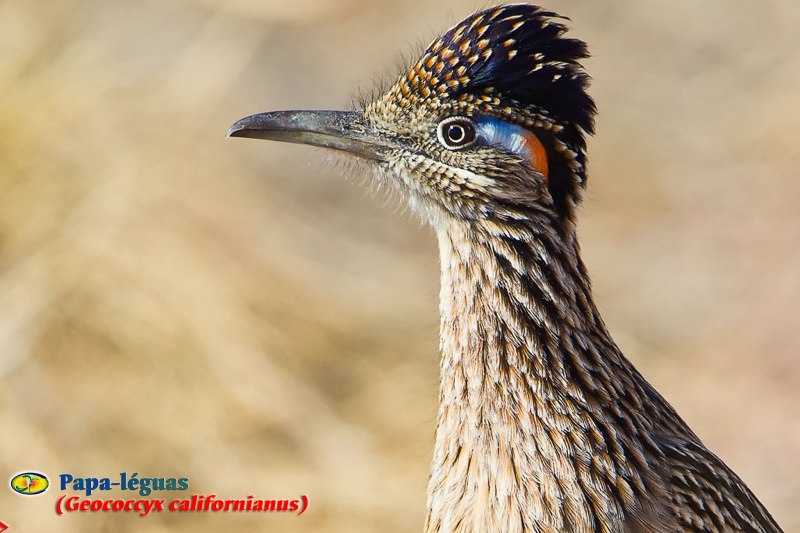 Roadrunner Bird