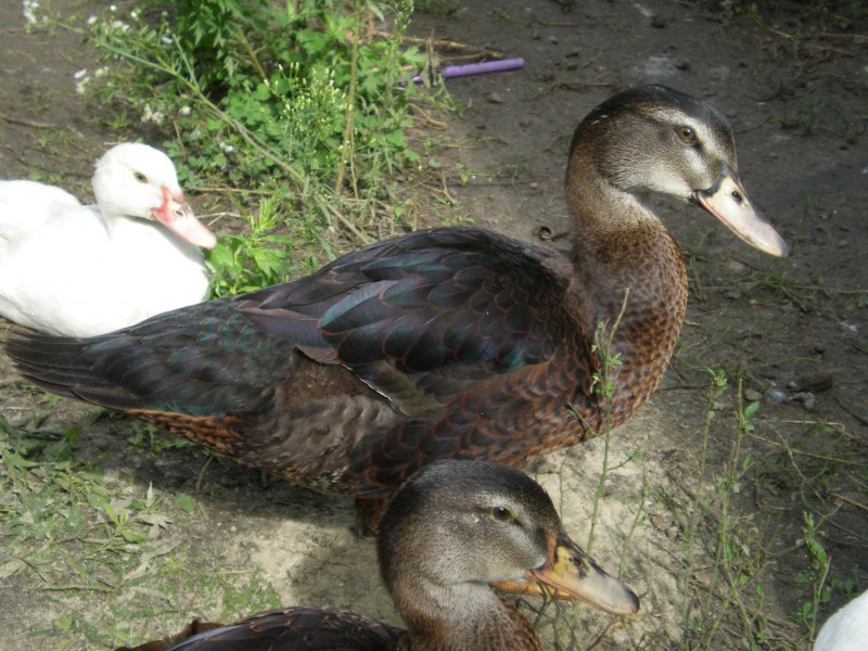 Puddle Duck (уточка)