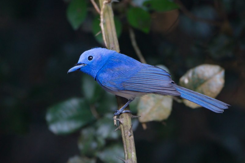 Hypothymis azurea птица