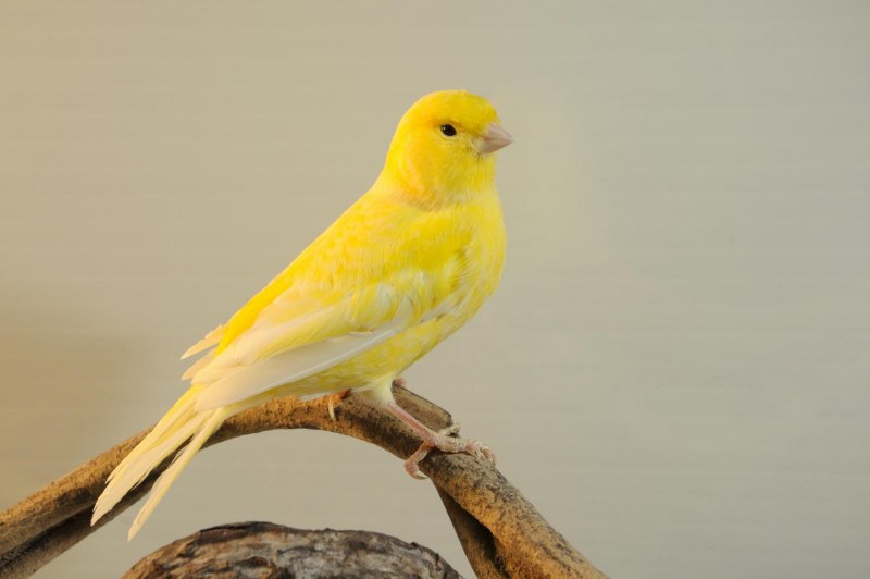 Бельгийский кенар