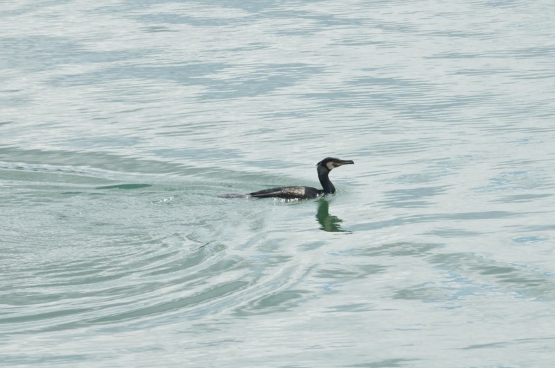 Большой Баклан Phalacrocorax Carbo