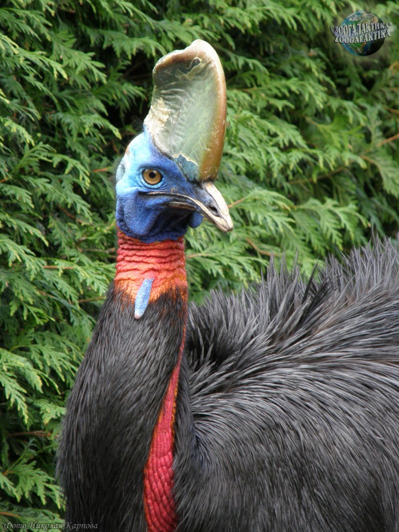 Колибри Calypte costae