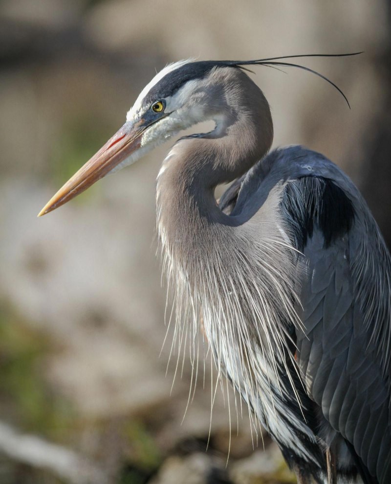 Great Blue Heron птица