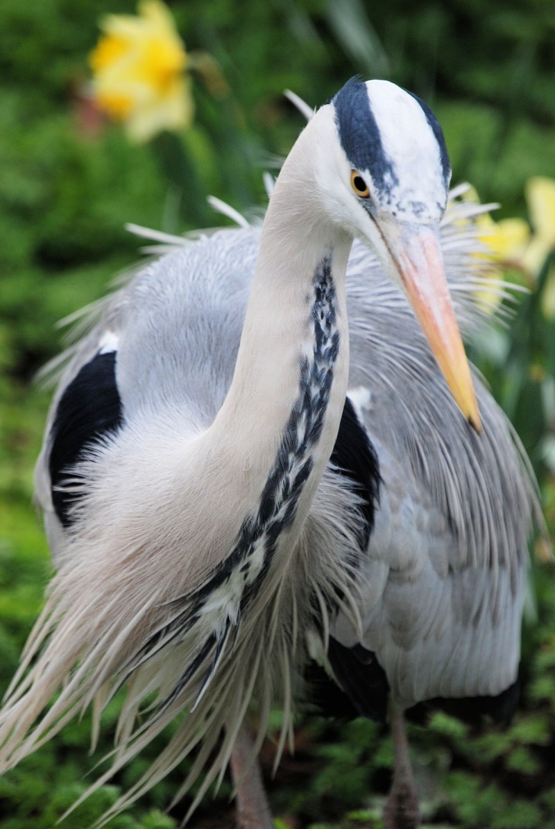 Heron птица