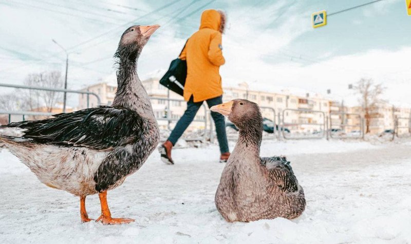 Гуси в степи детская картинка