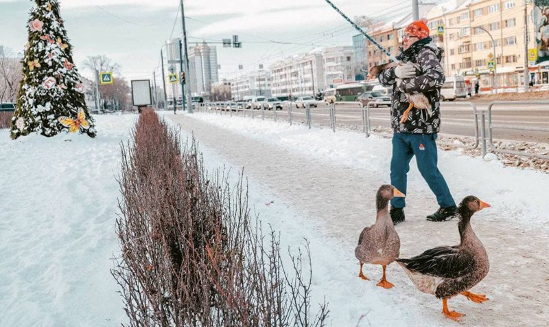 Большие гуси