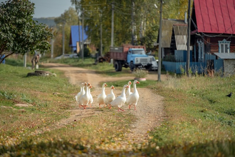 Гуси и утки перелетные птицы