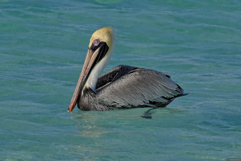 Brown Pelican - американский бурый Пеликан